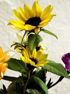 Preview wallpaper irises, sunflowers, flowers, bouquet