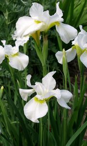 Preview wallpaper irises, white, flower, flowerbed