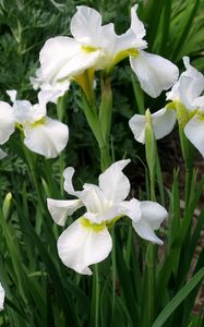 Preview wallpaper irises, white, flower, flowerbed