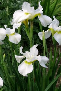 Preview wallpaper irises, white, flower, flowerbed