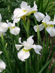Preview wallpaper irises, white, flower, flowerbed