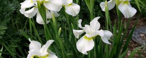 Preview wallpaper irises, white, flower, flowerbed