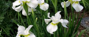 Preview wallpaper irises, white, flower, flowerbed