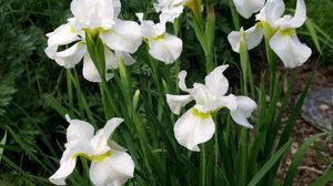 Preview wallpaper irises, white, flower, flowerbed
