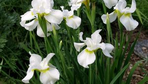 Preview wallpaper irises, white, flower, flowerbed