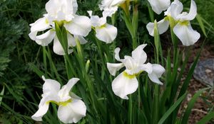 Preview wallpaper irises, white, flower, flowerbed