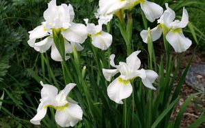 Preview wallpaper irises, white, flower, flowerbed