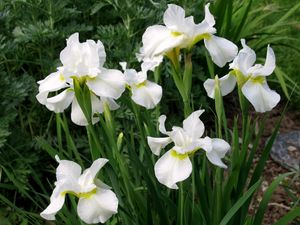 Preview wallpaper irises, white, flower, flowerbed