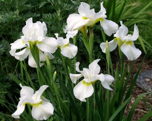 Preview wallpaper irises, white, flower, flowerbed