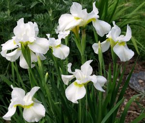 Preview wallpaper irises, white, flower, flowerbed