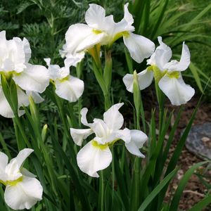 Preview wallpaper irises, white, flower, flowerbed