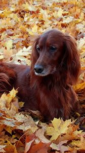 Preview wallpaper irish, setter, beautiful, autumn, leaves, lie