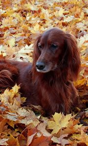 Preview wallpaper irish, setter, beautiful, autumn, leaves, lie