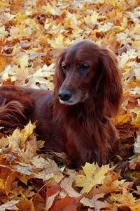 Preview wallpaper irish, setter, beautiful, autumn, leaves, lie