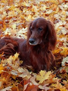 Preview wallpaper irish, setter, beautiful, autumn, leaves, lie