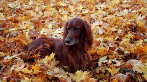 Preview wallpaper irish, setter, beautiful, autumn, leaves, lie