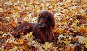 Preview wallpaper irish, setter, beautiful, autumn, leaves, lie