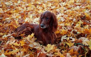 Preview wallpaper irish, setter, beautiful, autumn, leaves, lie