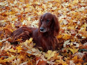 Preview wallpaper irish, setter, beautiful, autumn, leaves, lie