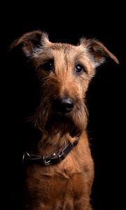 Preview wallpaper irish terrier, dog, muzzle, collar, look