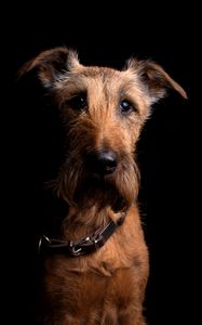 Preview wallpaper irish terrier, dog, muzzle, collar, look