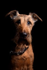 Preview wallpaper irish terrier, dog, muzzle, collar, look