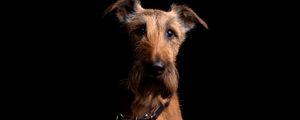 Preview wallpaper irish terrier, dog, muzzle, collar, look