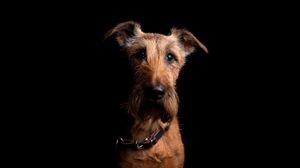 Preview wallpaper irish terrier, dog, muzzle, collar, look