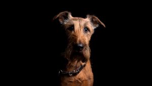 Preview wallpaper irish terrier, dog, muzzle, collar, look