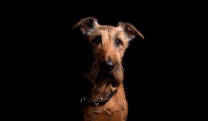 Preview wallpaper irish terrier, dog, muzzle, collar, look