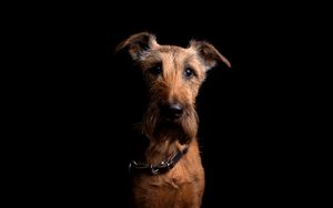 Preview wallpaper irish terrier, dog, muzzle, collar, look