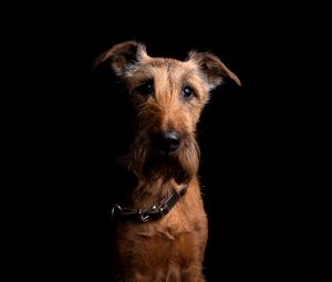 Preview wallpaper irish terrier, dog, muzzle, collar, look