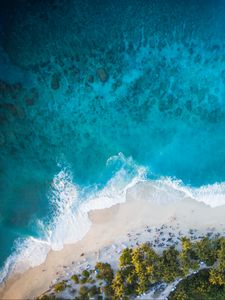 Preview wallpaper island, beach, palm trees, sea, aerial view