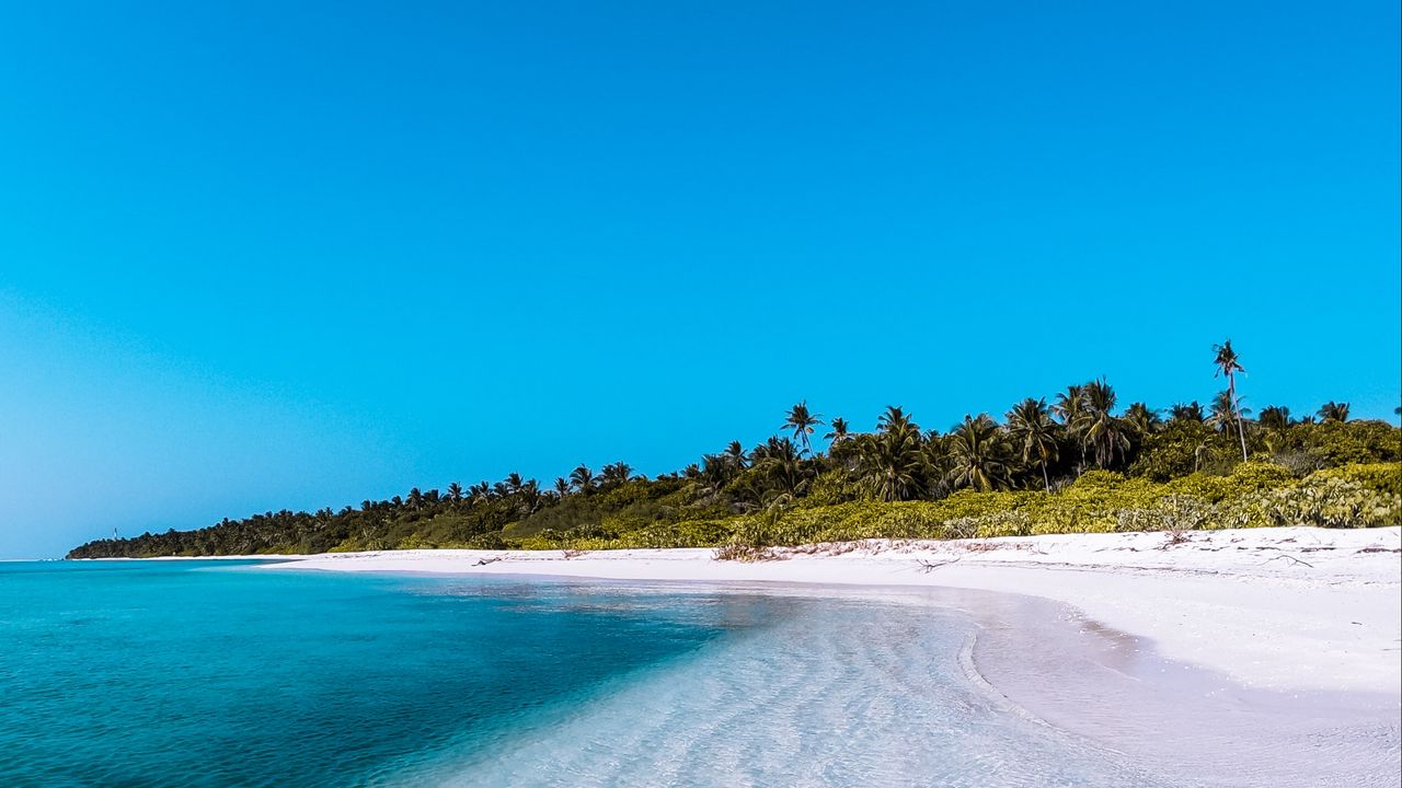 Wallpaper island, coast, beach, palm, maldives
