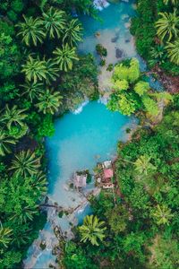 Preview wallpaper island, palm trees, top view, tropics, siquijor, philippines