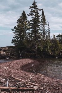 Preview wallpaper island, sea, coast, trees, nature