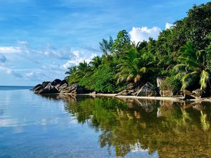 Preview wallpaper island, sea, palms, trees, summer