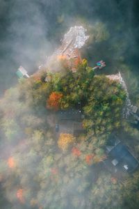 Preview wallpaper island, trees, fog, aerial view