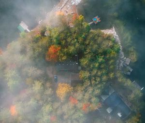 Preview wallpaper island, trees, fog, aerial view