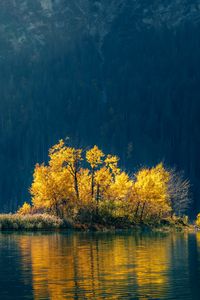 Preview wallpaper island, trees, lake, forest, nature