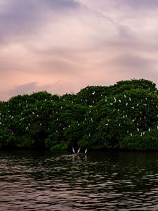 Preview wallpaper island, trees, sea, birds