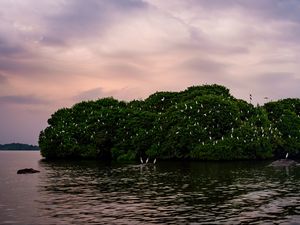 Preview wallpaper island, trees, sea, birds