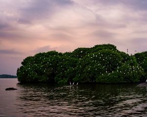 Preview wallpaper island, trees, sea, birds