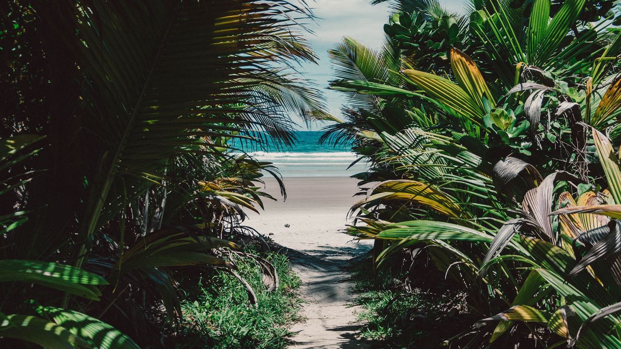 Wallpaper island, tropical, palm trees, beach, sand, thicket