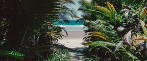Preview wallpaper island, tropical, palm trees, beach, sand, thicket