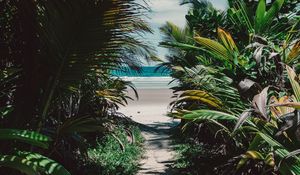 Preview wallpaper island, tropical, palm trees, beach, sand, thicket