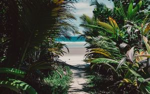 Preview wallpaper island, tropical, palm trees, beach, sand, thicket