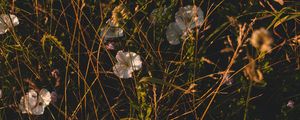 Preview wallpaper ivy, flowers, grass, wildflowers