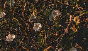 Preview wallpaper ivy, flowers, grass, wildflowers