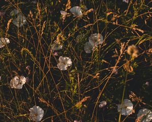 Preview wallpaper ivy, flowers, grass, wildflowers